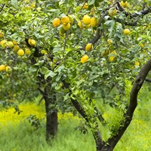 Lemon Grove, Sorrento, Campania, Italy