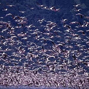 Lesser flamingos (Phoeiniconaias minor) in flight over Lake Nakuru