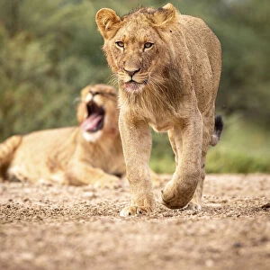 Lion cubs, Kalahari Desert, Botswana