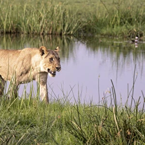 Lion walking, Okavango Delta, Botswana