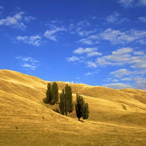 Lombardy Poplar Trees, New Zealand Rural Landscape, Hawkes Bay, New Zealand, Pacific