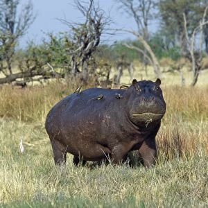 A lone hippo with attendant red-billed oxpeckers