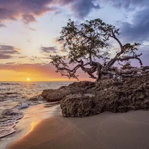 Lone Tree by the Jack Sprat Beach at sunset, Treasure Beach, Saint Elizabeth Parish