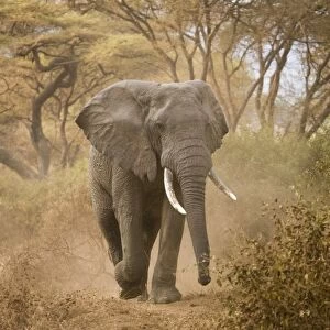 Loxodonta africana (Elephant)