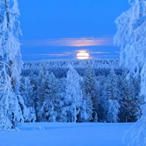 Lunar sunrise over the woods of Lapland. Hukanmaa / Kitkiojoki, Norbottens Ian, Lapland