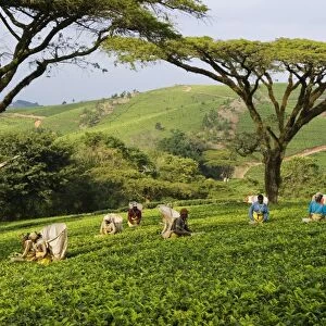 Malawi, Thyolo, Satemwa Tea Estate. Workers plucking tea