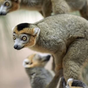 Male crowned lemurs