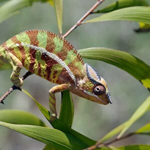 A male panther chameleon (Furcifer padalis) in breeding colours