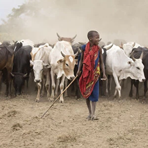 Masaai boy with cattle, Arusha, Tanzania