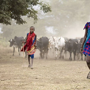 Masaai boys with cattle, Arusha, Tanzania