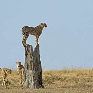 Masai Mara Park, Kenya, Africa The games on the trunk of a family of cheetahs in the
