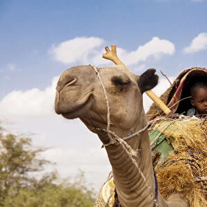 Merti, Northern Kenya. A child on top of a camel as a nomadic family migrates