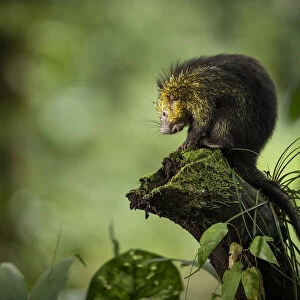 Mexican hairy dwarf porcupine (Coendou mexicanus) in primary rainforest