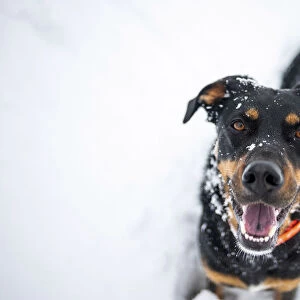 Milano province, Lombardy, Italy, Europe. Portrait of a black and tan dog covered in snow