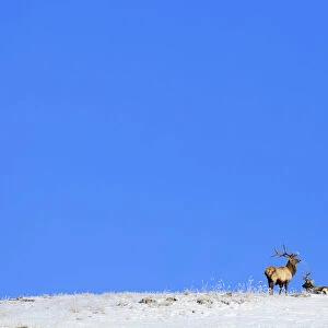 Mongolia, Tov Proince, Khustain Nuruu National Park. Red Deer on a snow covered hilltop