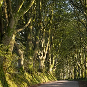 Morning light streaming through an avenue of beech trees near Bridestowe, Dartmoor, Devon