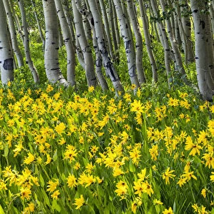 Mules Ear Sunflowers & Aspens, Crested Butte, Colorado, USA
