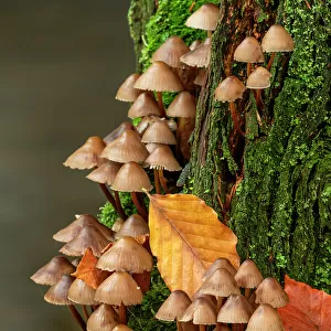 Mycena Mushrooms, Birks of Aberfeldy, Perthshire, Scotland