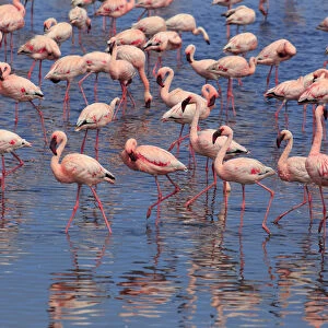 Namibia, Walvis Bay, Pink Flamingos (Phoenicopterus ruber) inside the Walvis Bay Lagoon