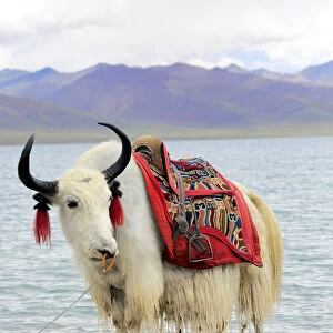 Namtso Lake (Nam Co), Tibet, China
