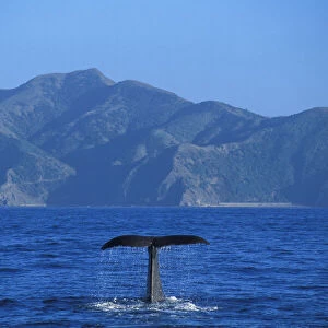 New Zealand, South Island, Kaikoura, Whale Watch Cruise, Sperm Whale