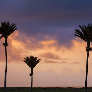 Nikau Palm silhouettes at sunset, Karamea, West Coast, South Island, New Zealand