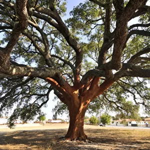 A very old cork-tree, dated from 1795. The cork from this tree gives 100