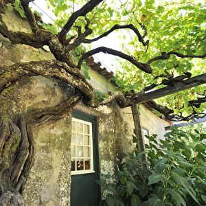 A very old vine in Quinta de Tormes, the old house of Eca de Queiroz, one the most