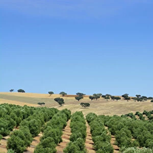 Olive groves near Mertola. Alentejo, Portugal