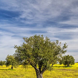Olive trees, Alentejo, Portugal