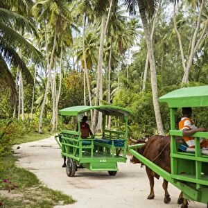 Ox drawn cart taxi, L Union Estate Plantation, La Digue, Seychelles