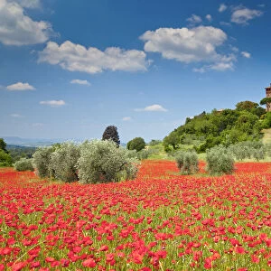 Palazzo Massaini & Field of Poppies, near Pienza, Tuscany, Italy