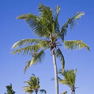 Palm trees on Ibo Island