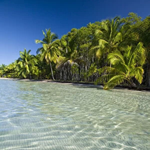 Panama, Bocas del Toro Province, Colon Island (Isla Colon) Star Beach