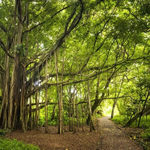Path by Banyan Tree, Haleakala National Park, Maui, Hawaii, USA