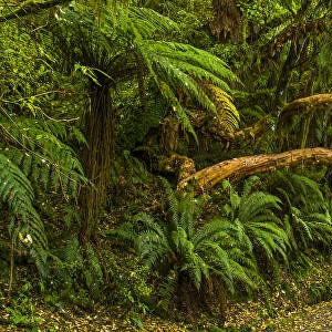 Path Through Tropical Rainforest, The Catlins, New Zealand