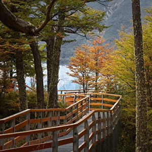 The Perito Moreno boardwalk surrounded by a forest of lengas in autumn, Los Glaciares National Park, El Calafate, Argentina