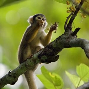 Peru. A Squirrel monkey feeds on flowers in the lush, tropical forest on the banks of the Madre de Dios