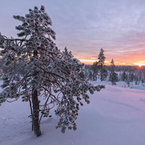 Pink lights of the arctic sunset illuminate the snowy woods Vennivaara Rovaniemi Lapland
