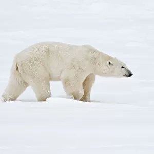 Polar bear Ursus maritimus on frozen tundra Churchill, Manitoba, Canada
