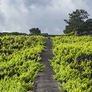 Portugal, Azores, Pico Island, Cabritos, vineyard in volcanic stone