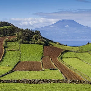 Portugal, Azores, Sao Jorge Island, Rosais of fields and the Pico Volcano