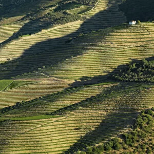 Portugal, Douro, Terraced vineyards and house