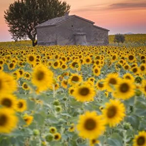 Provence, Valensole Plateau, France, Europe. Lonely farmhouse in a field full of sunflowers