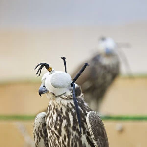 Qatar, Doha, Falcon Souq, market of Falcon birds for sale for Falcon hunting