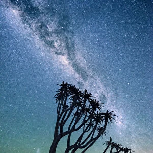 Quiver tree forest (Aloe dichotoma), Keetmanshoop, Namibia, Africa
