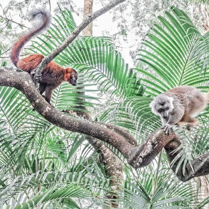 Red hybrid between eulemur macaco e Eulemur coronatus in Palmarium reserve, Madagascar