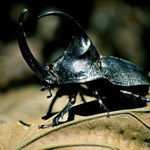 Rhinoceros beetle (megasoma elephas)