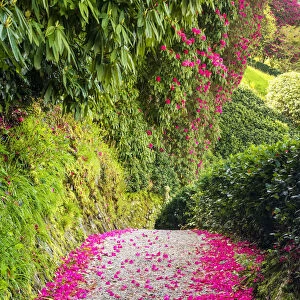 Rhododendron Lined Path, Lanhydrock, Bodman, Cornwall, England