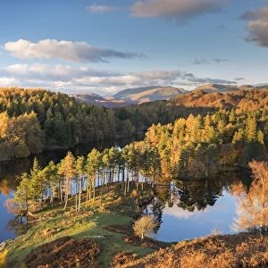 Rich evening sunshine glows on the trees at Tarn Hows in the Lake District National Park